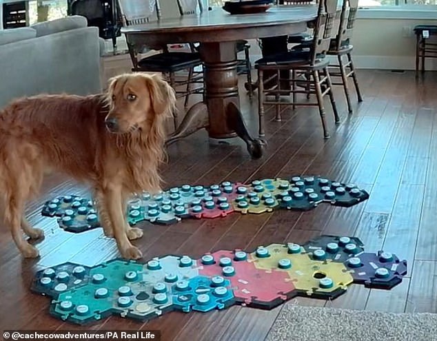 Cache, a golden retriever from San Francisco, can press buttons on the mat to request hugs, see specific people or just ask for attention