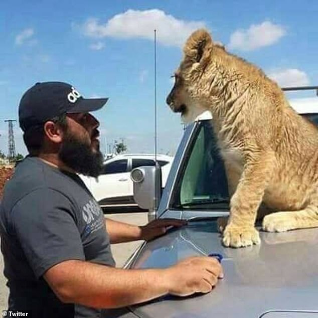 He gained notoriety after allegedly stealing a lion cub from a zoo and feeding it the bodies of his prisoners. Dakkak is pictured with a lion cub on the hood of a car.