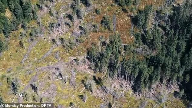 Freshly felled trees were observed at each site with little or no vegetation growing in their place.