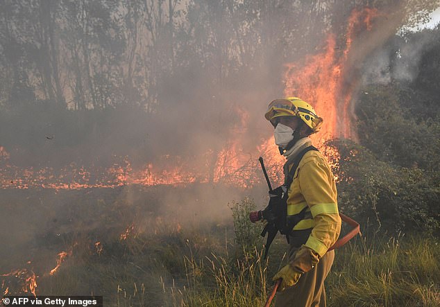 In the image: a firefighter tries to extinguish a forest fire next to the town of Tabara, near Zamora.