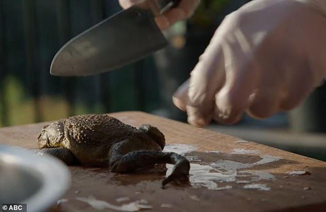 The trailer for the upcoming series Eat The Invaders shows Armstrong holding a notoriously toxic cane toad before the scene cuts to a large knife placed precariously over the creature.