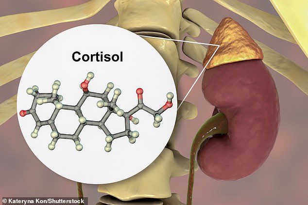 The body releases the hormone cortisol from the adrenal glands, which are located above the kidneys.