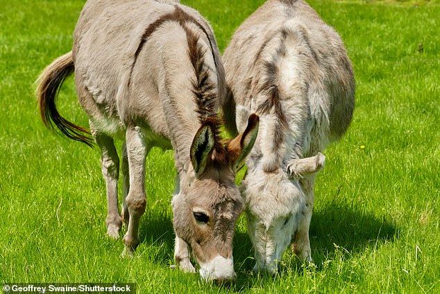 Although rare, donkey attacks can be cruel