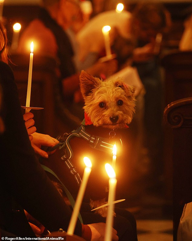 A terrier behaves as candles surround him at St Botolph's Church in London.