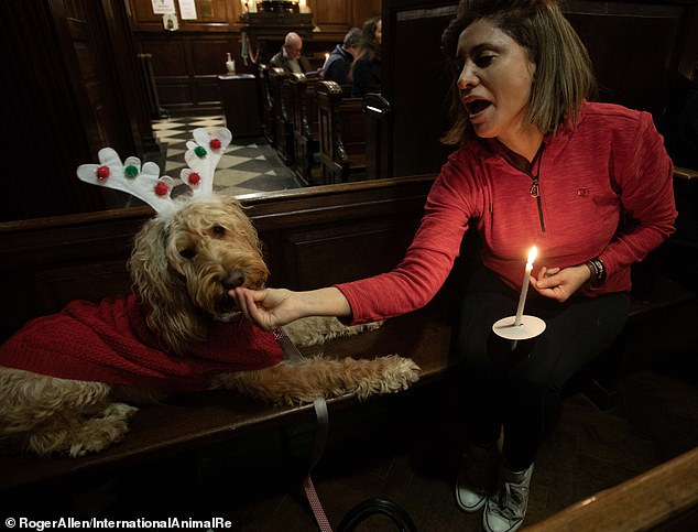 Labradoodle Gets Scratched On Chin From Owner While Singing Christmas Carols