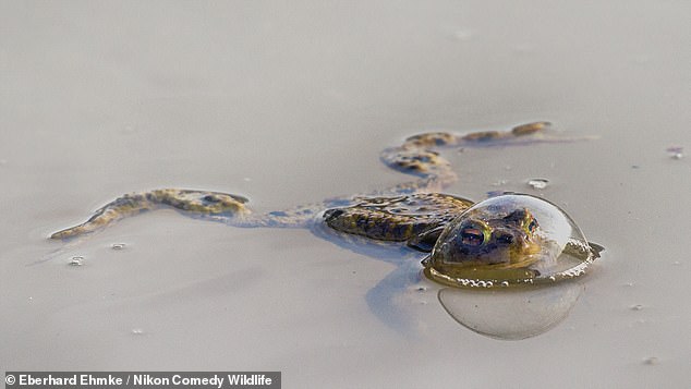 In the Insects category, José Miguel Gallego Molina won for his image, titled 'Flamenca Mantis', while Eberhard Ehmke won the Reptiles and Amphibians Award for his image, 'Balloon Frog'