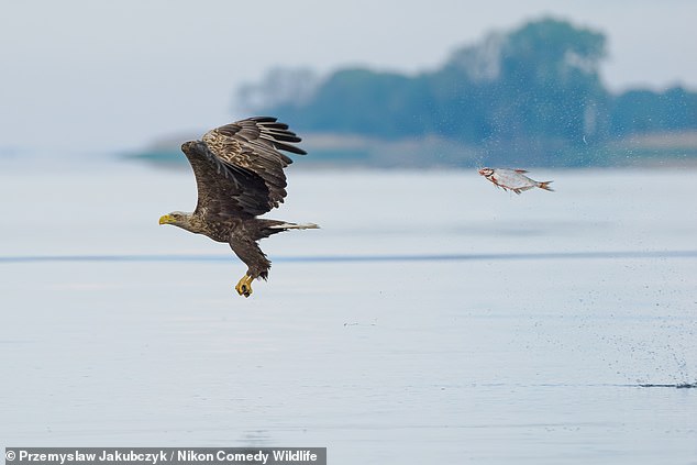 A funny photo of a fish that appears to hunt a bald eagle won the Fish and Other Aquatic Species Award