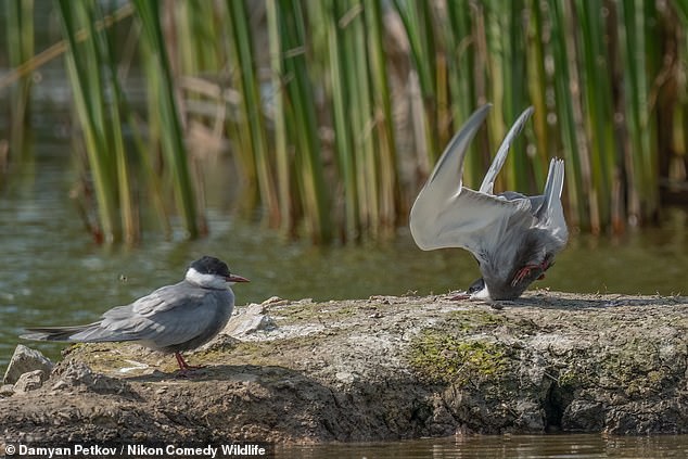 Damyan Petkov's image, 'Whiskered tern crashes on landing', was crowned winner in the Birds category