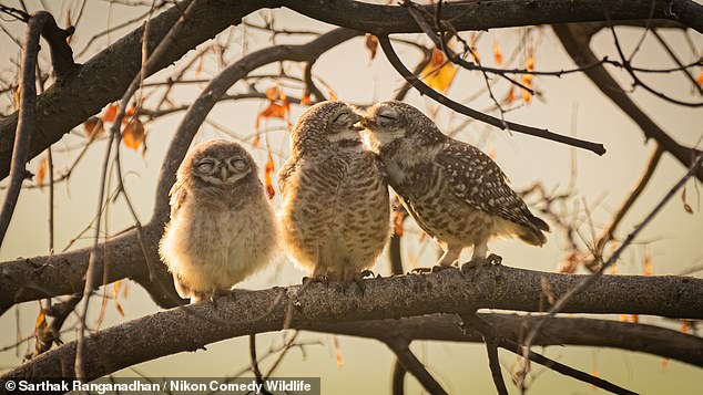 In the under-16 category, Sarthakk Ranganadhan won for his 'kissing owls' image