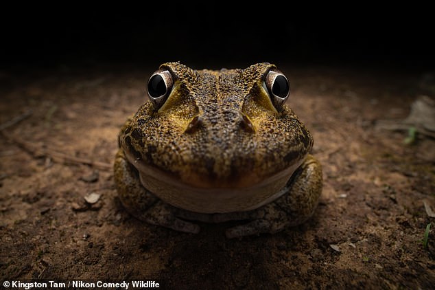 Kingston Tam won the Under-25 category for her image titled 'Awkward smiley frog'