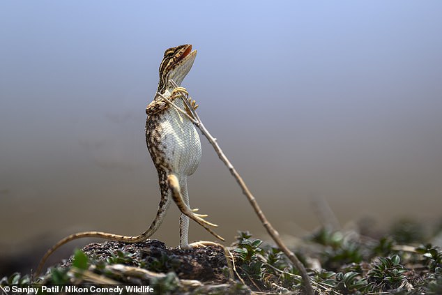 Sanjay Patil was highly praised for his photograph of a fan-throated lizard, titled 'The Rock Star'.