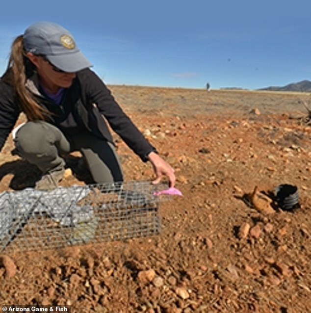 The Arizona Game and Fish Department (AZGFD) bred ten of the ferrets in captivity before releasing them into the Aubrey Valley area, an hour west of Flagstaff