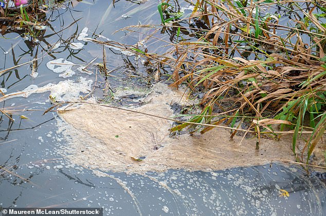 Sewage is seen floating in the Thames near Windsor, Berkshire; Environment Secretary Steve Reed wrote: 