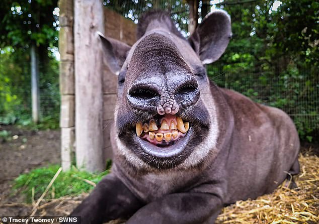 Al Capone, the Brazilian tapir, smiles at the camera at Newquay Zoo photo taken by Tracey Twomey