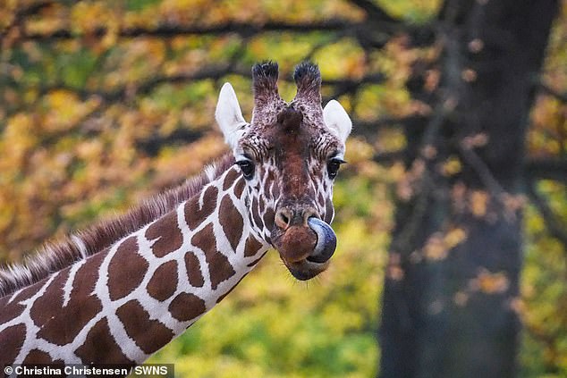 Giraffe sticking out its tongue at Copenhagen Zoo, Denmark, photo by Christina Christensen