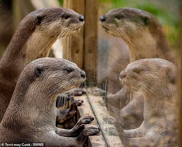 Another highly regarded photograph was the work of Terri-May Cook at the New Forest Wildlife Park in Hampshire, who captured the moment two preening otters viewed their own reflection in the glass of their exhibit.