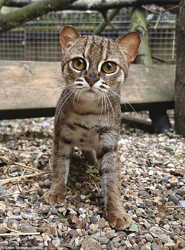 Meanwhile, an adorable Rusty spotted cat was snapped at Bridlington Zoo by Chloe Stamper