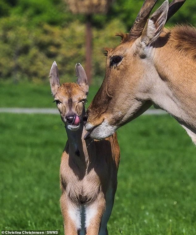 Moose mother and calf in Knuthenborg Safari Park, Denmark photo by Christina Christensen