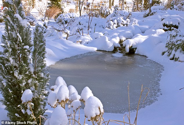 If your pond freezes, never break the surface as this stresses the fish.