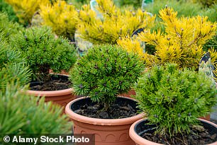 Dwarf conifers can make an excellent container plant in winter.