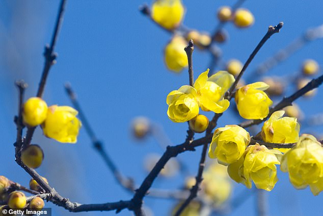 Chimonanthus praecox (pictured) is prized in winter when it produces a profusion of small, but highly scented, waxy yellow, bowl-shaped flowers.