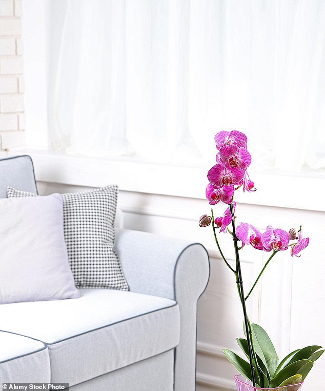 Make sure your orchid (pictured) is not in a cold draft or too close to a radiator.