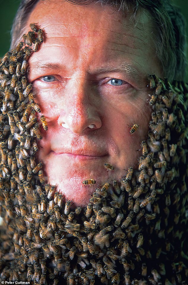 Careful not to sneeze and allowing serenity to reign, an unflappable beekeeper in Middletown, New York, bravely welcomes hordes of ten thousand buzzing bees clustered around a queen caged in her makeshift collar.