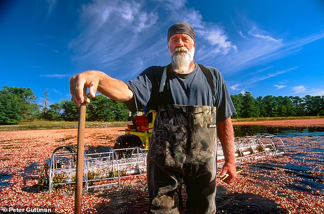 A blueberry picker in Chatsworth, New Jersey