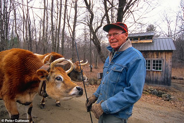 A sugar shepherd in Ashfield, Massachusetts