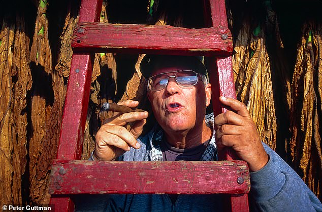 A tobacco farmer in Southwick, Massachusetts