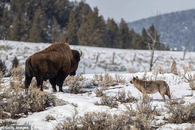 The area is known as 'America's Serengeti' due to its abundance of beautiful wildlife