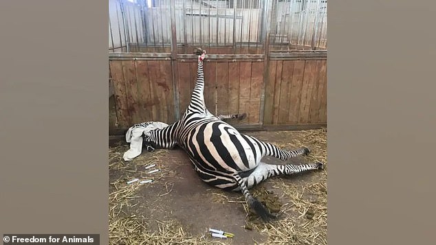 Reported incidents included a capybara covered in cuts supposedly caused by fighting and a zebra with its hoof caught in the bars of its enclosure which later had to be euthanized.