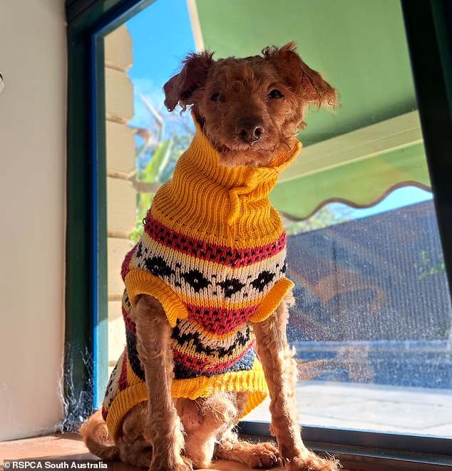 The two toy poodles, Teddy (pictured, now in foster care) and Dexter were found with matted fur and had lost several teeth after significant time without the care of either owner.