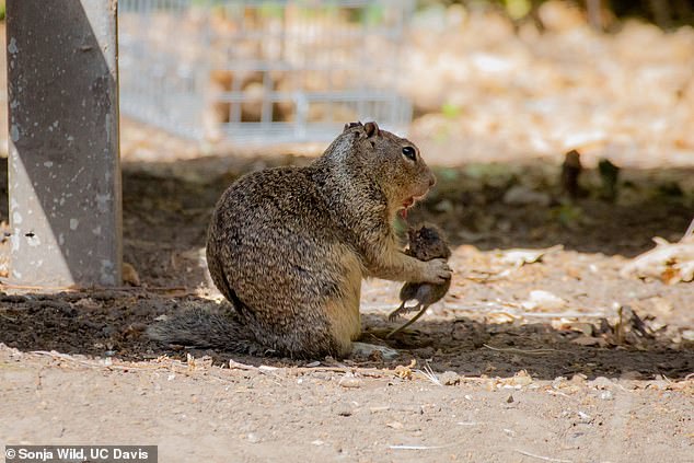 Scientists were observing the squirrels at Briones Regional Park in Contra Costa County when they spotted the unusual behavior.