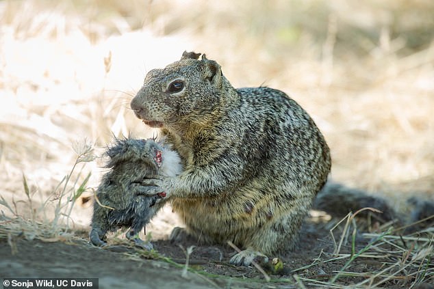 Until now, squirrels have been considered 'granivorous' animals (those that eat cereals), but new images suggest that squirrels are evolving to become carnivores.