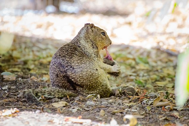 Of the 74 interactions observed with voles, almost half (42 percent) involved active hunting of these small rodents by ground squirrels.