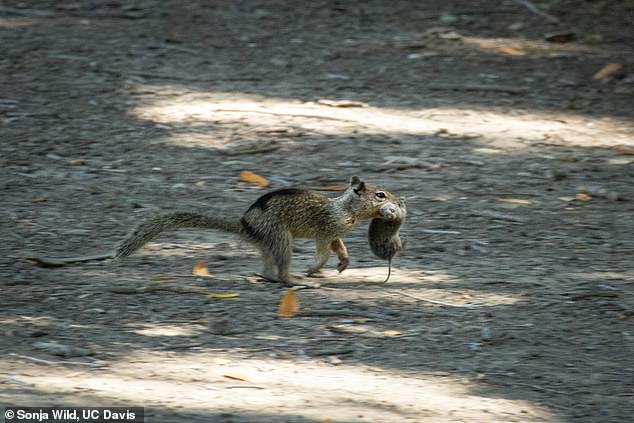 Between June 10 and July 30, they were surprised to see California ground squirrels of all ages and genders hunting, eating, and competing for vole prey.