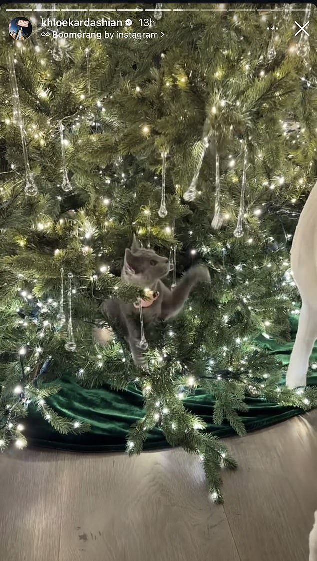 Here you can see her cat playing with one of the crystal ornaments