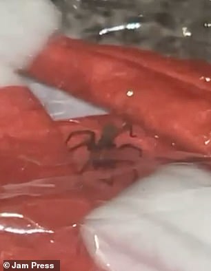 When he realized it was a spider, the customer became disgusted and threw the package in a panic.