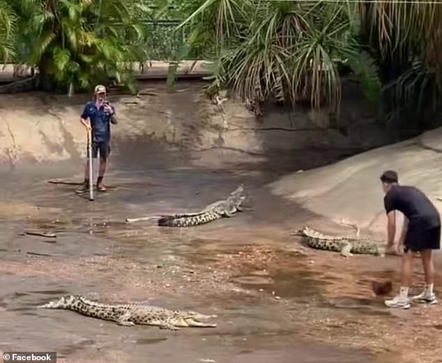 Instead of cones, Webb uses live saltwater crocodiles to practice plowing through opponents (pictured).