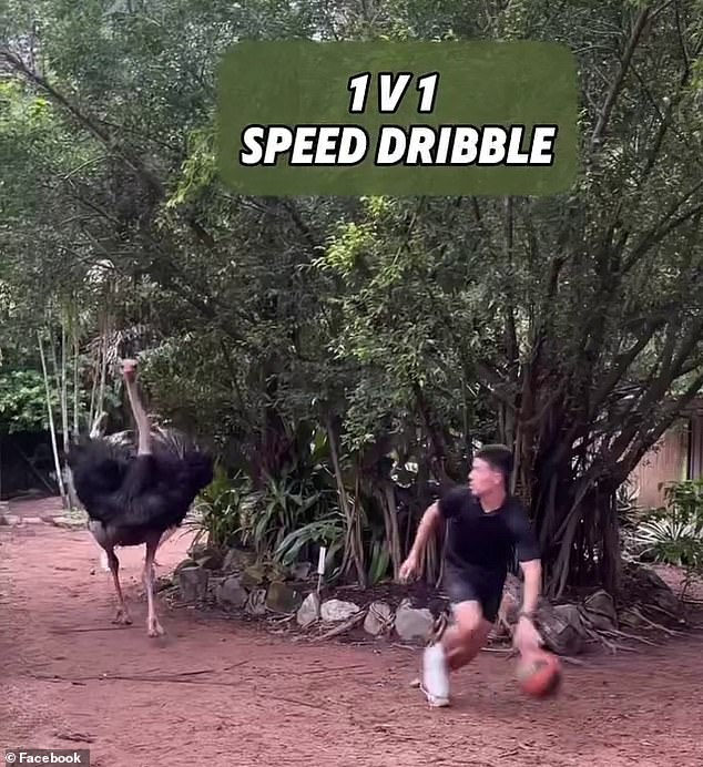 Webb practices his counterattack by moving it away from an ostrich in one of the least life-threatening segments of the clip.