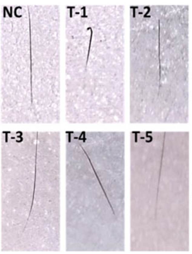 The graph shows visual evidence of hair growth, allowing you to see differences in hair length between treatment groups.