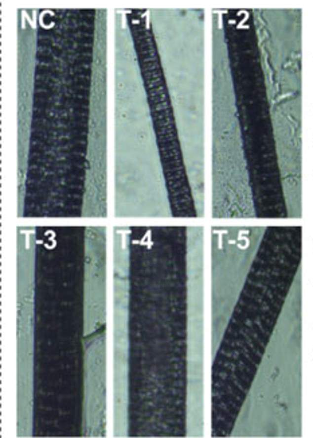 The graphic shows microscopic images of hair shafts from different treatment groups, highlighting the structure and appearance of the hair on a more detailed level.