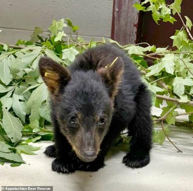 The agency said in a statement that the move to euthanize the cubs was to prevent the spread of the disease and protect the wild bear population in the state.