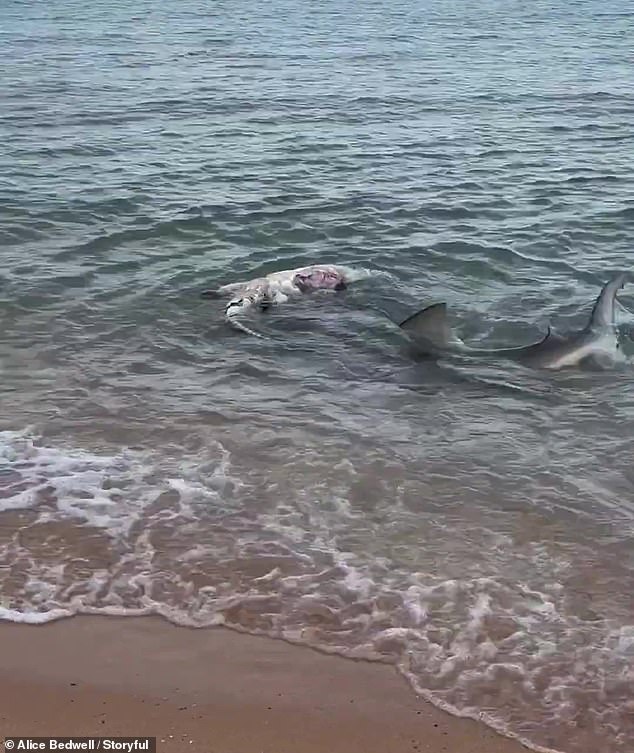 In the video, the bull shark sinks its teeth into the dead crocodile before dragging it back into the ocean and taking a big bite out of its stomach (pictured).