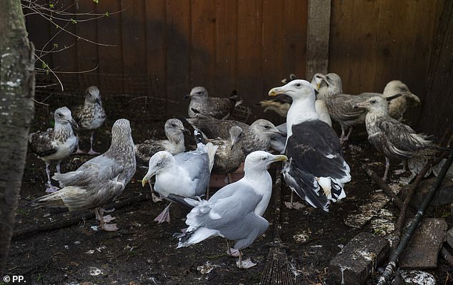 The 40-year-old carer keeps up to 20 birds in the garden of her West Derby home.