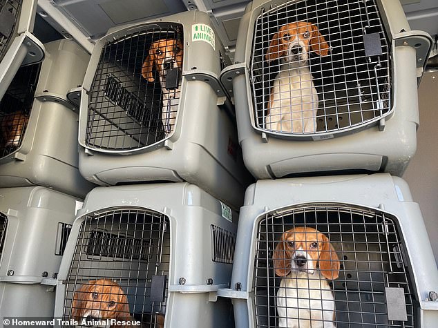 Photos taken earlier this year showed some of the rescued dogs on their way to Homeward Trails Animal Rescue.