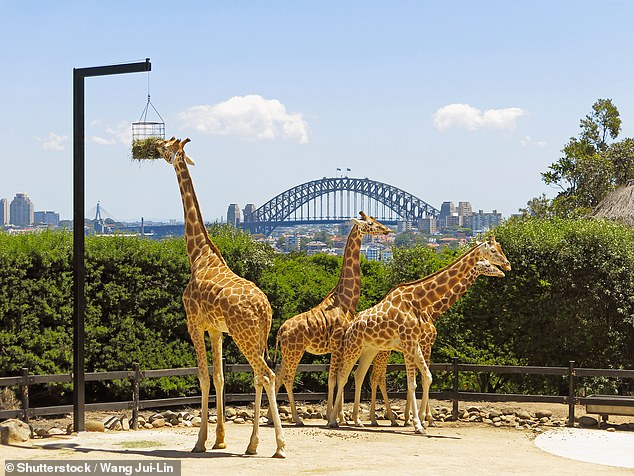 Some Mosman residents fear the upgraded Sky Safari will affect their views of Sydney Harbour. In the photo, Taronga Zoo.