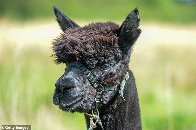 Alpacas, native to South America, are farmed for their wool and thrive in Tasmania, according to a landowners' association.