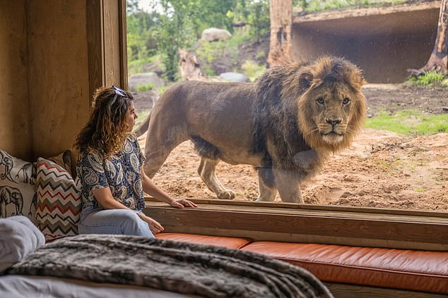 Only a pane of glass stands between our writer and the King of the Jungle.